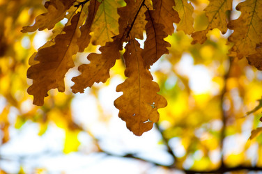 Similar image 799477