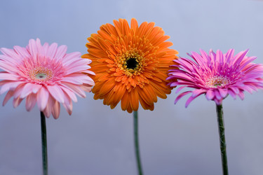 Similar image 799486