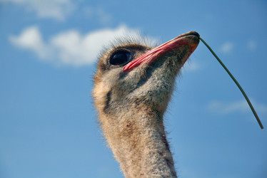 Similar image 799554