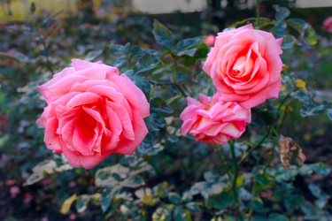 Similar image 800080