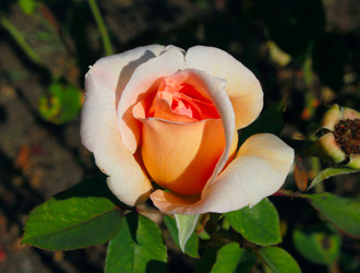 Similar image 800082