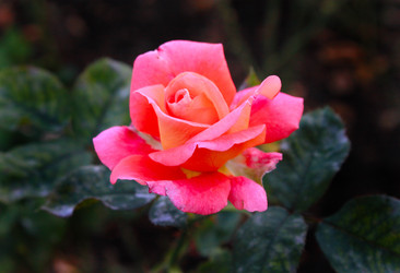 Similar image 800085