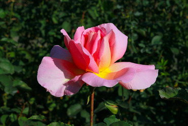 Similar image 800086