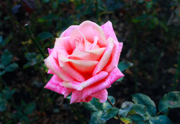 Similar image 800087