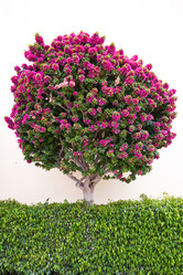 Similar image 800274