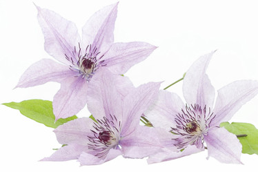 Similar image 800396