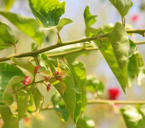 Similar image 800406