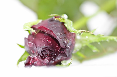 Similar image 800420