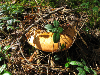 Similar image 800792