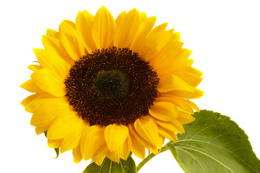 Similar image 802116