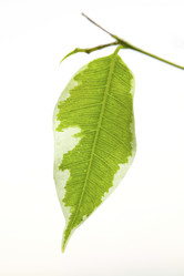 Similar image 802383