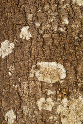 Similar image 803038