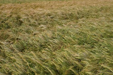 Similar image 803113