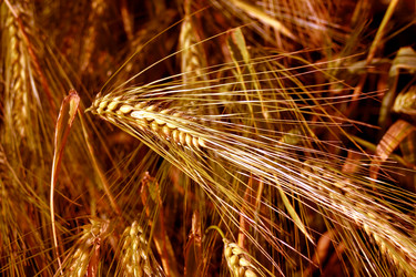 Similar image 803117