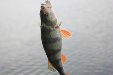 Similar image 803214