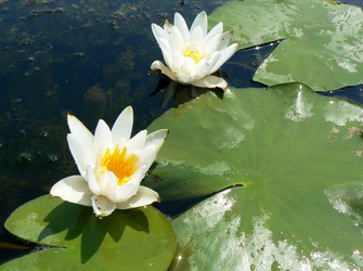 Similar image 803294