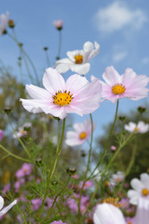 Similar image 803343