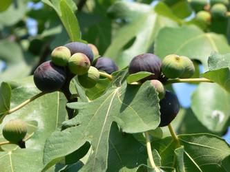 Similar image 803350