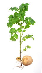 Similar image 803421