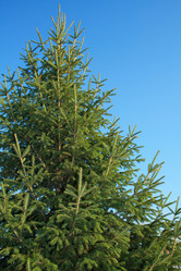 Similar image 803465