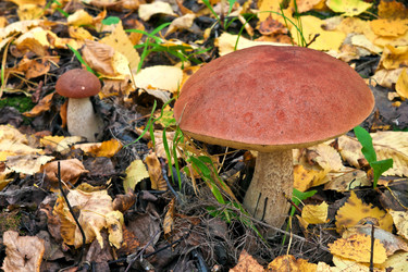 Similar image 803519