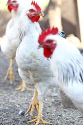 Similar image 803630