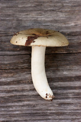 Similar image 803879