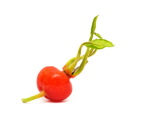 Similar image 804106