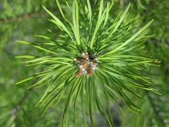 Similar image 804180