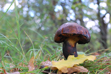 Similar image 804339