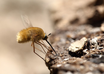 Similar image 804442