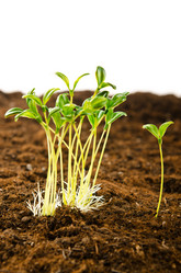 Similar image 804446