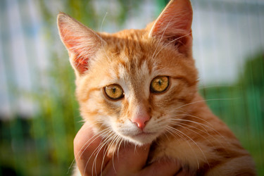 Similar image 804461