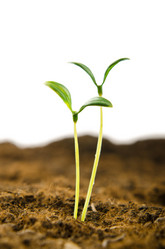 Similar image 804486