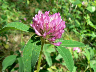 Similar image 804705