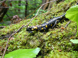 Similar image 804754