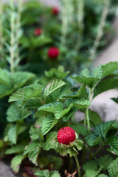 Similar image 804822