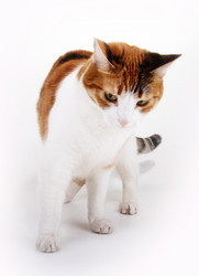 Similar image 804883