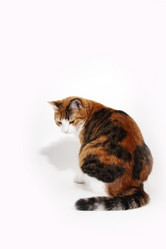 Similar image 804888