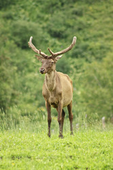 Similar image 805030