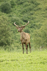 Similar image 805031