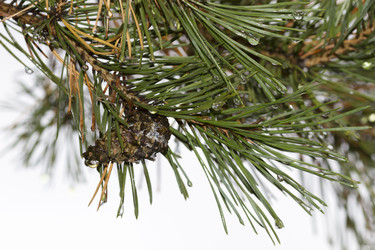 Similar image 805189