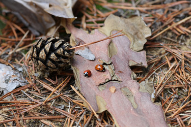 Similar image 805316