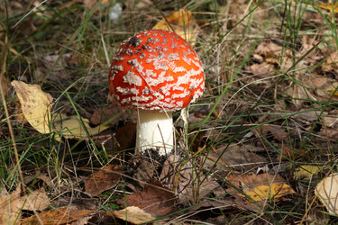 Similar image 805322