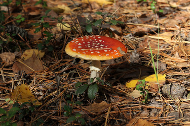 Similar image 805596