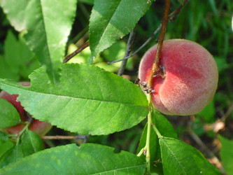 Similar image 806222