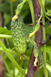 Similar image 806507