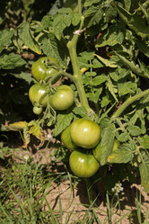 Similar image 806512