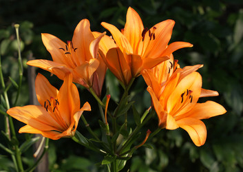 Similar image 806516