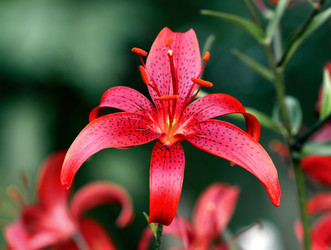 Similar image 806517